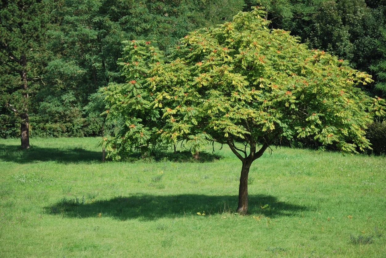 Full view of tree of heaven