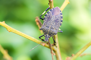 Stink bug on a branch with green foliage in background